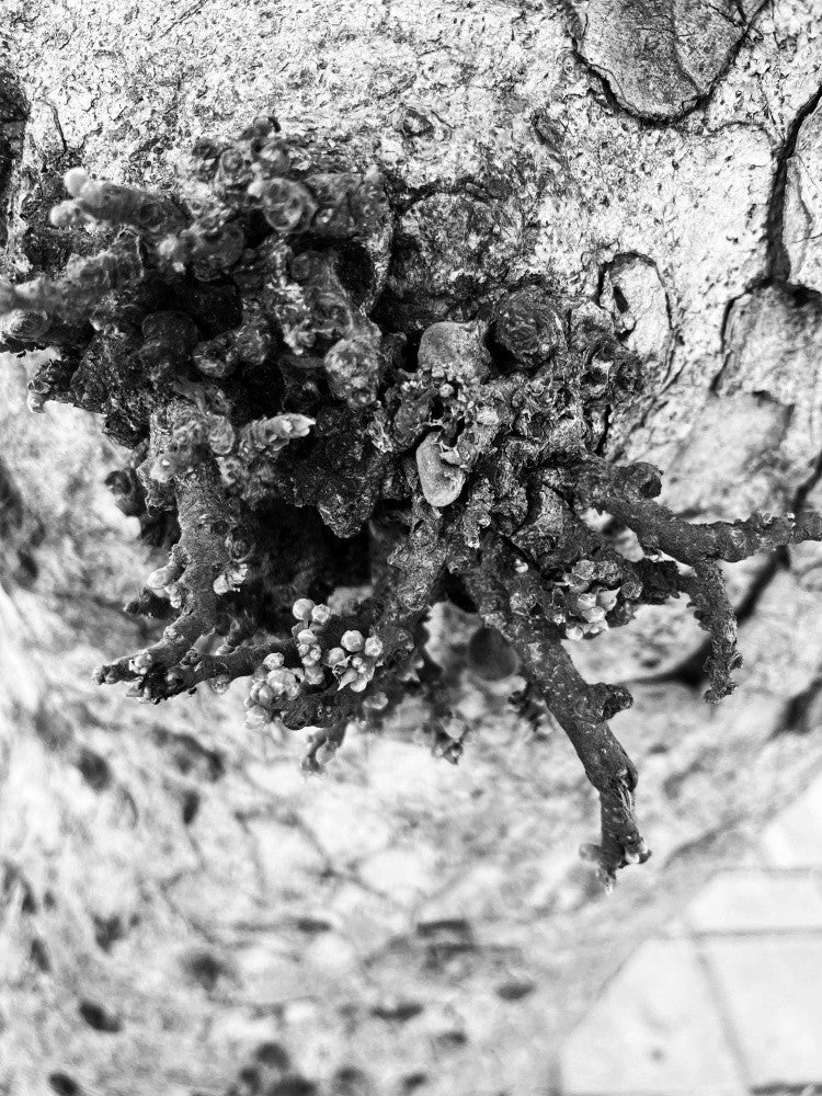 Textured Growth