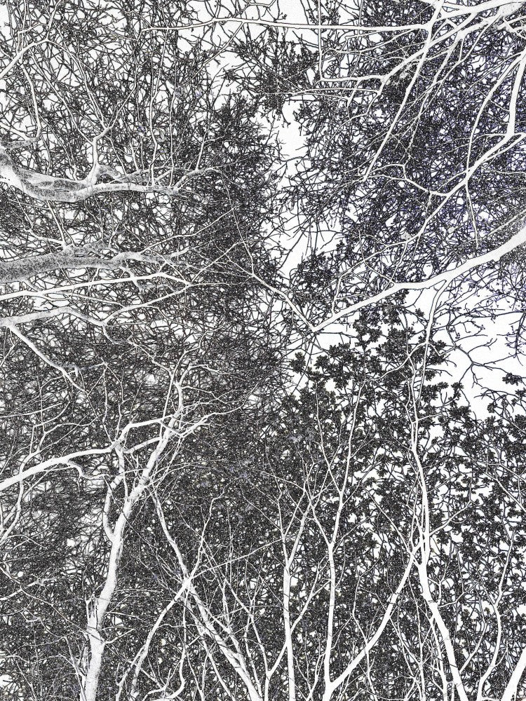 Intricate Branches