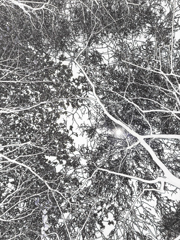 Tangled Canopy Glow