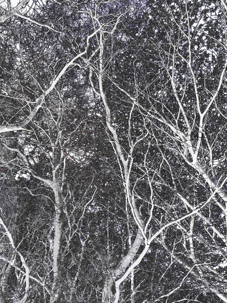 Tangled Branches
