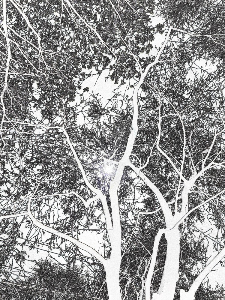 Branches of Light