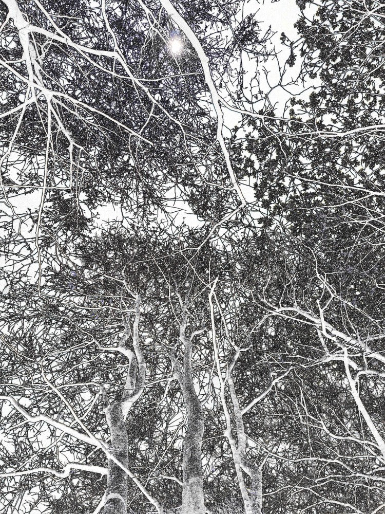 Winter Canopy Maze