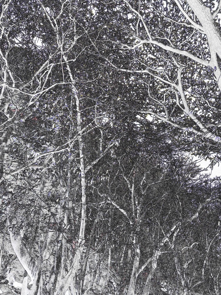 Whispering Forest