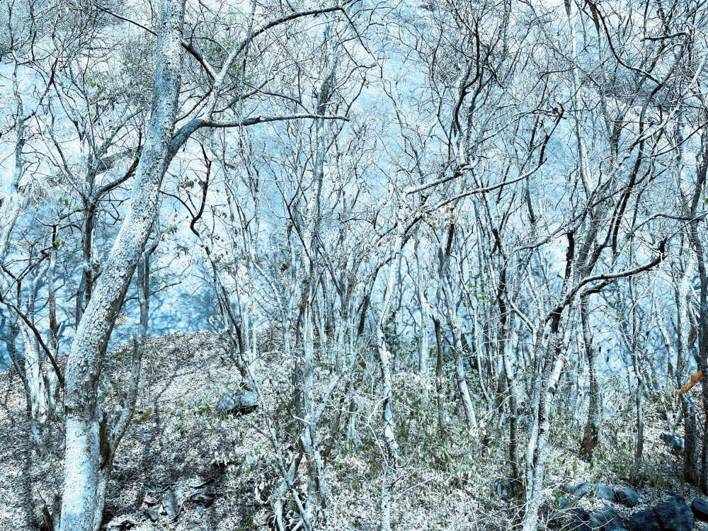 Frozen Woodland Scene