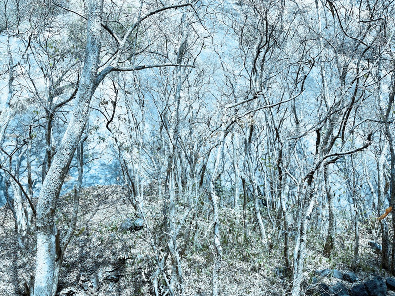 Frozen Woodland Scene