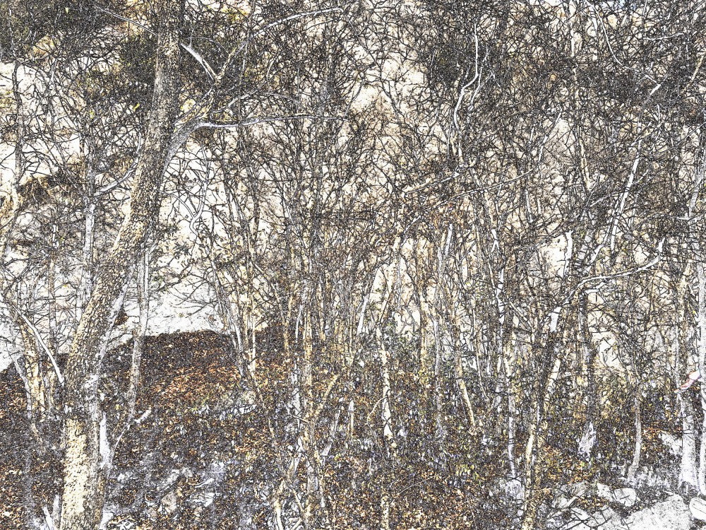 Flüsternde Wälder