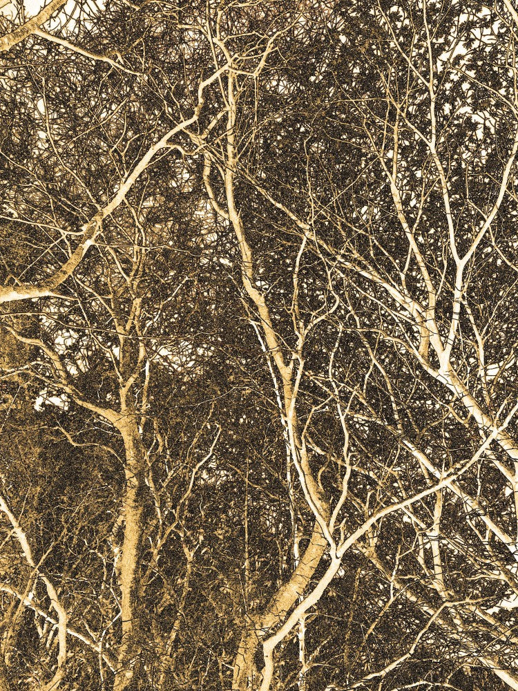 Entwined Branches