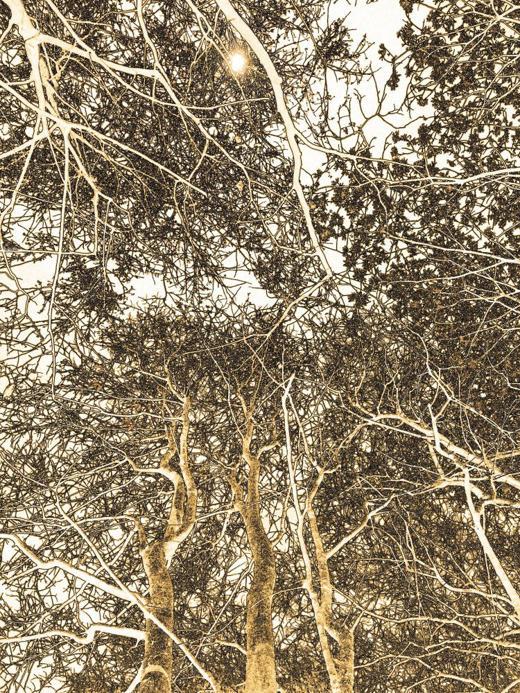 Golden Canopy Dream