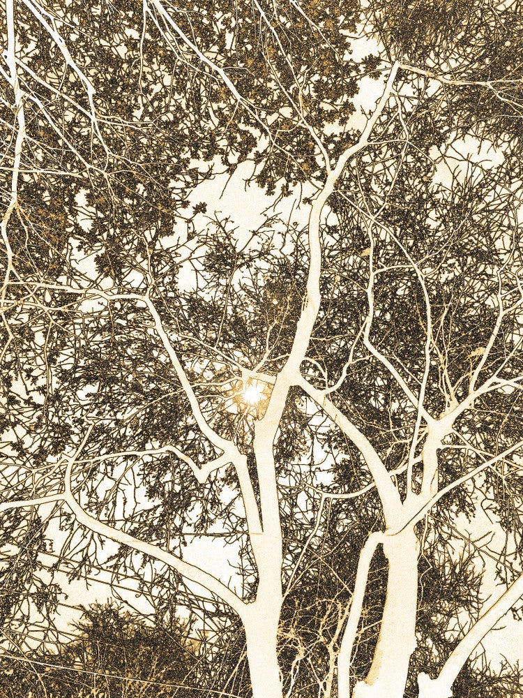 Golden Branches