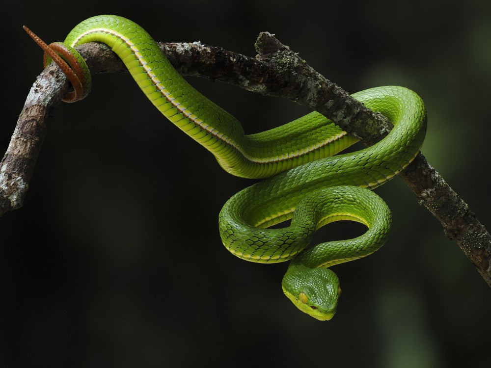 Venomous hunter