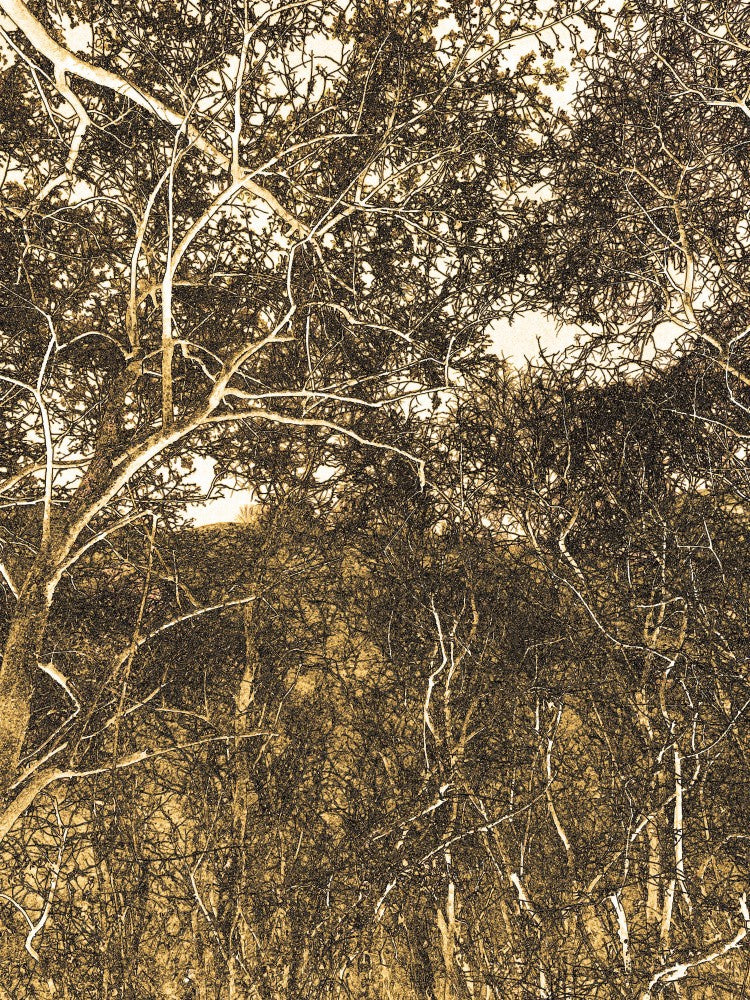 Golden Forest Veins
