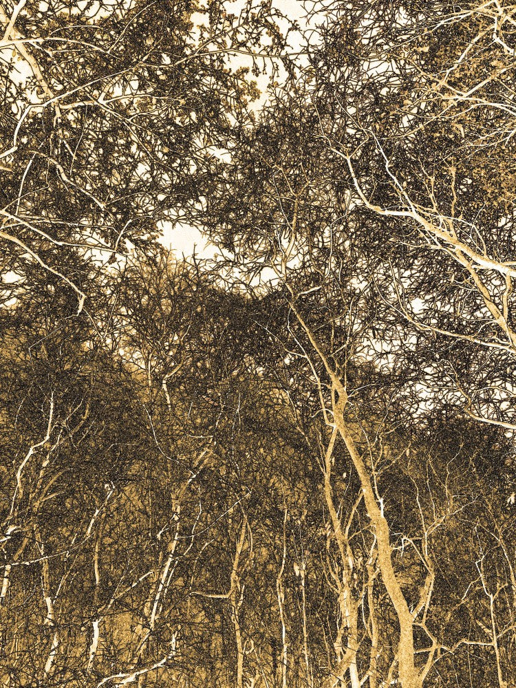 Golden Forest Veil