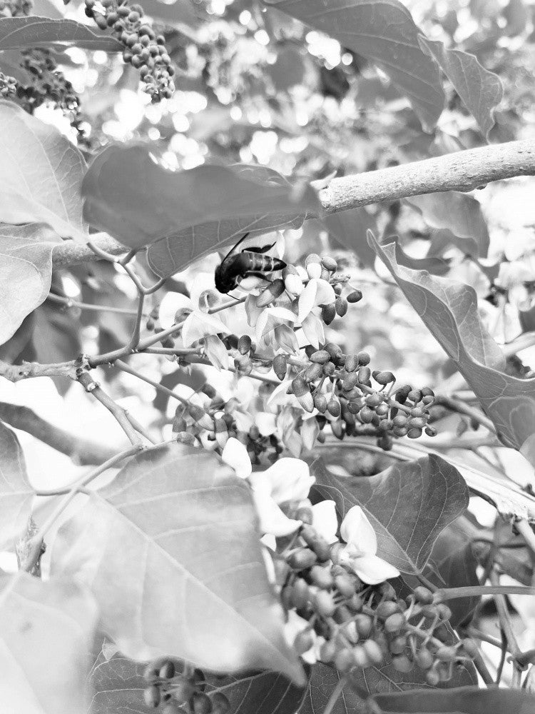 Leafy Shadowscape