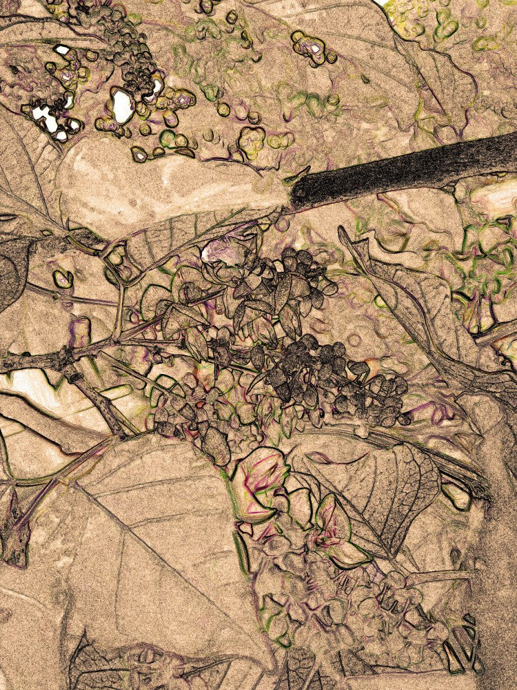 Nature's Sketchbook