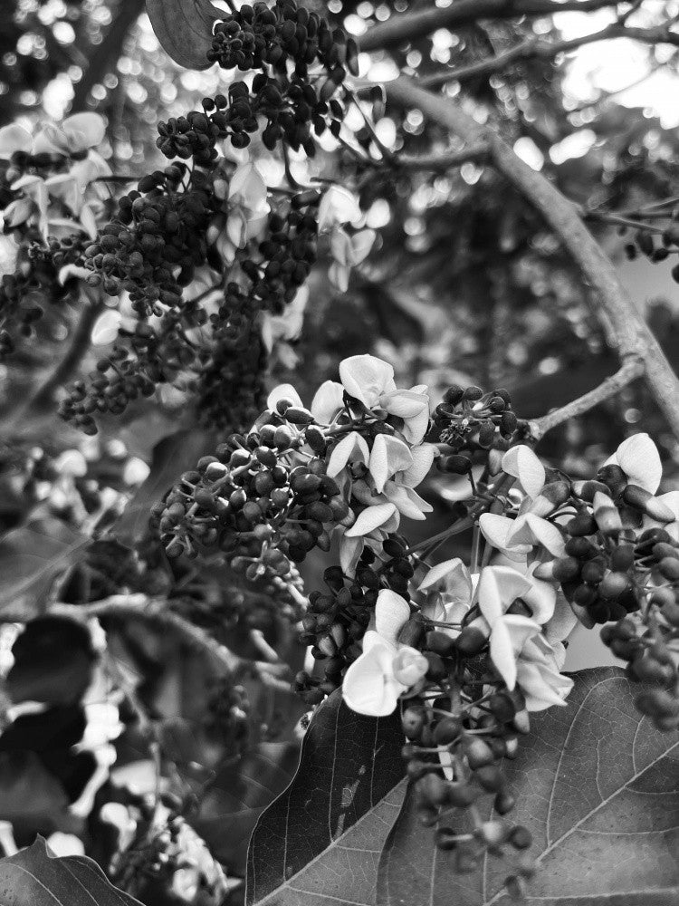 Petals in Shadow