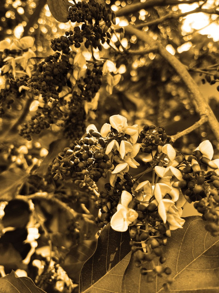 Golden Blossoms