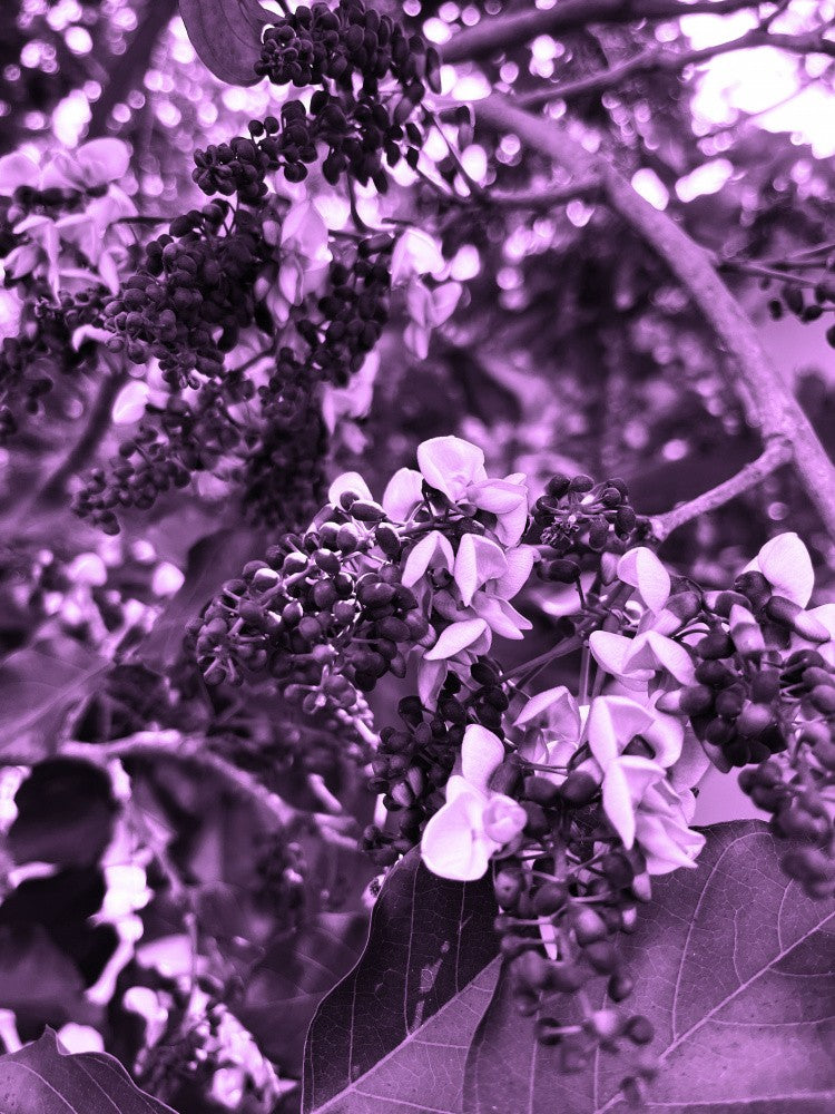 Purple Serenity