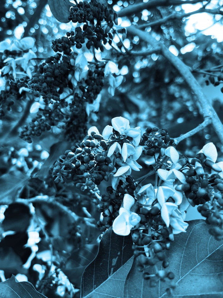 Blue Blossom Serenade