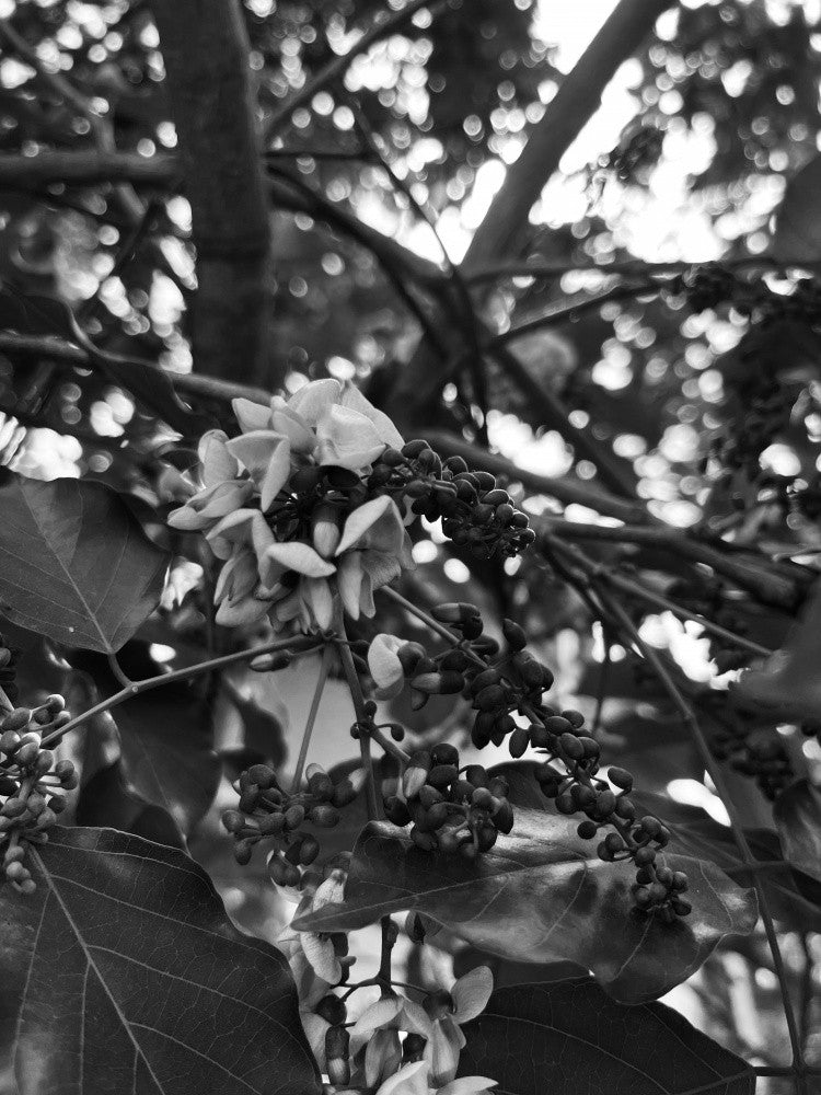 Whispering Blossoms