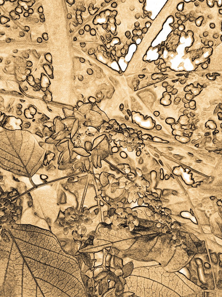 Nature's Sketch