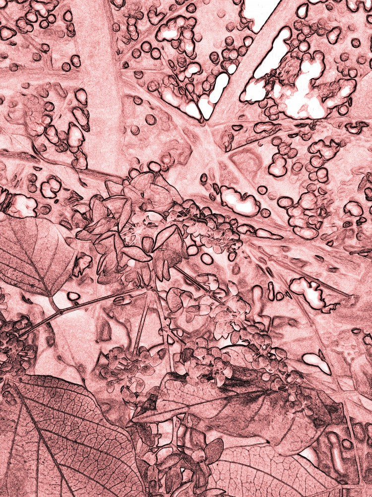 Petals and Patterns