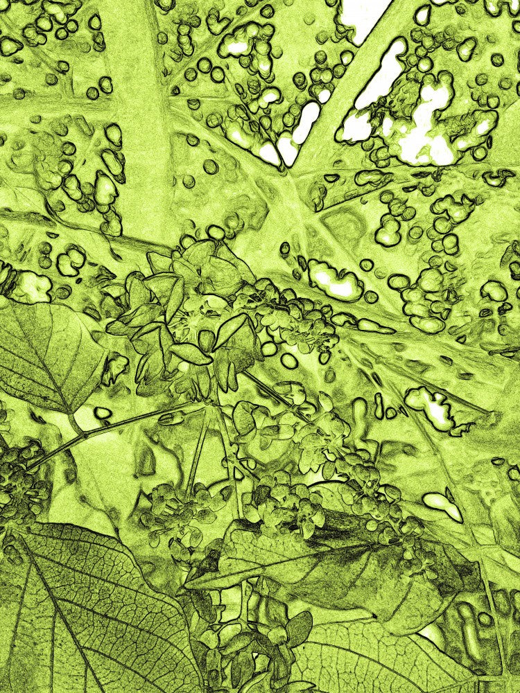 Verdant Dreams