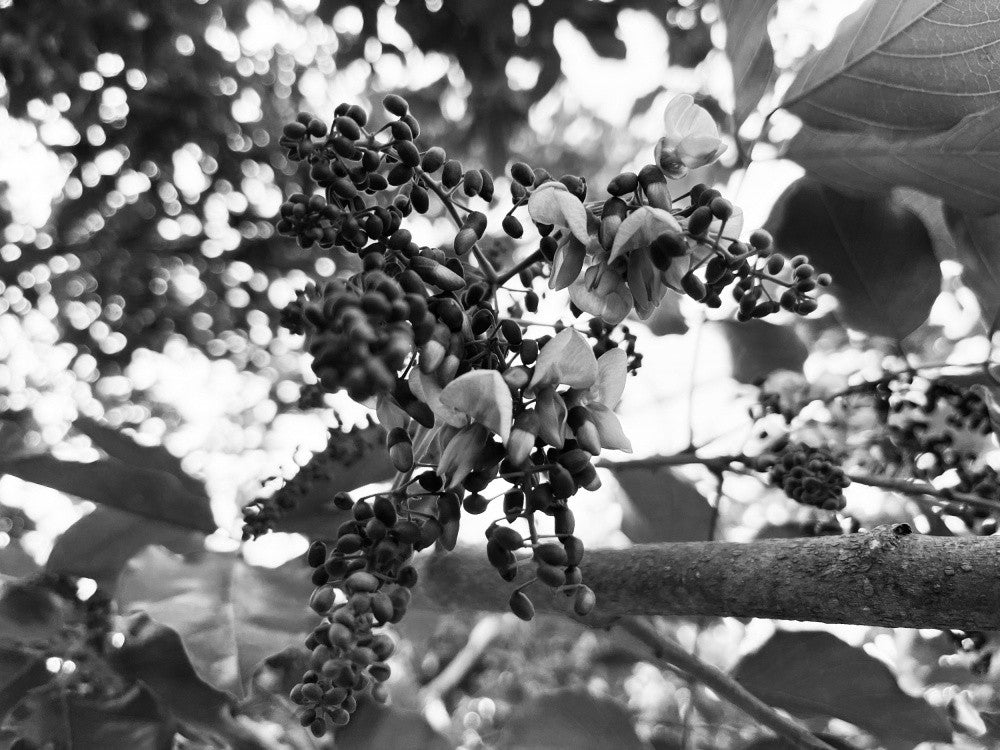 Monochrome Blossom