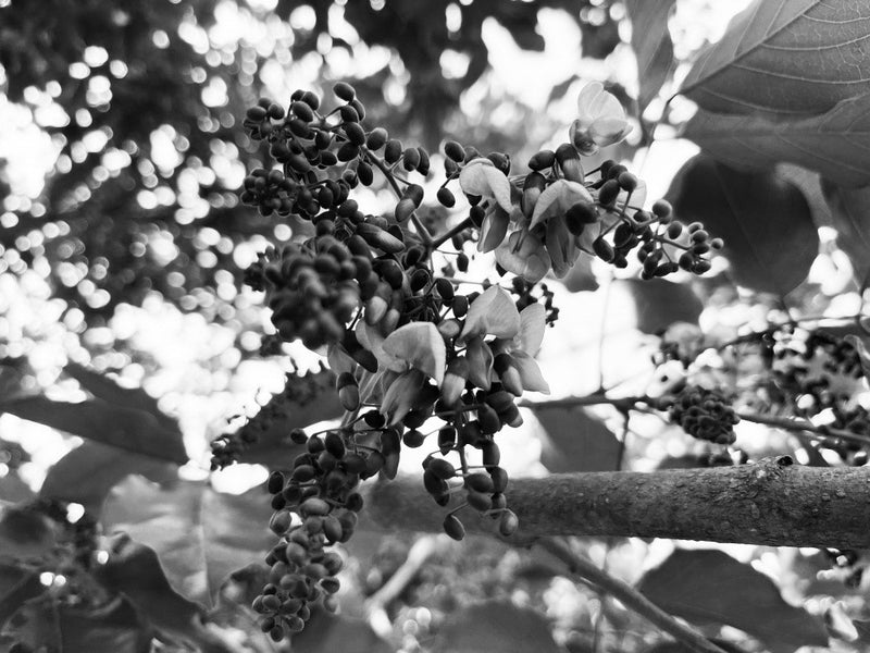 Monochrome Blossom