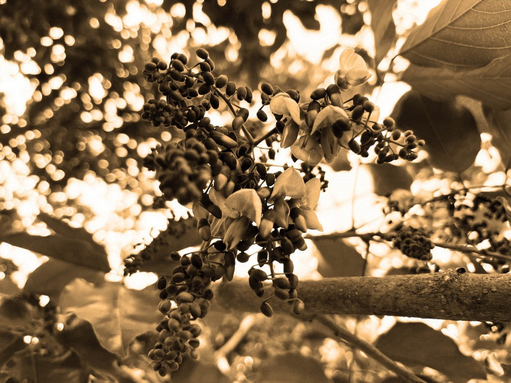 Nature's Sepia Bloom
