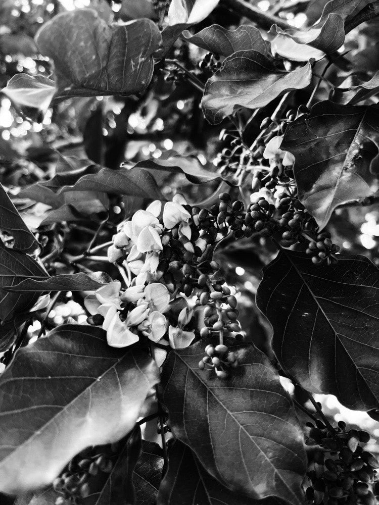 Monochrome Blossoms