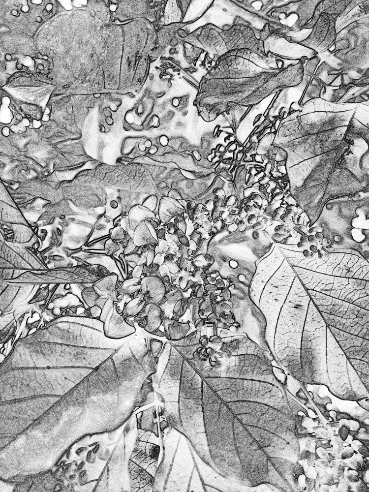 Nature's Sketchbook