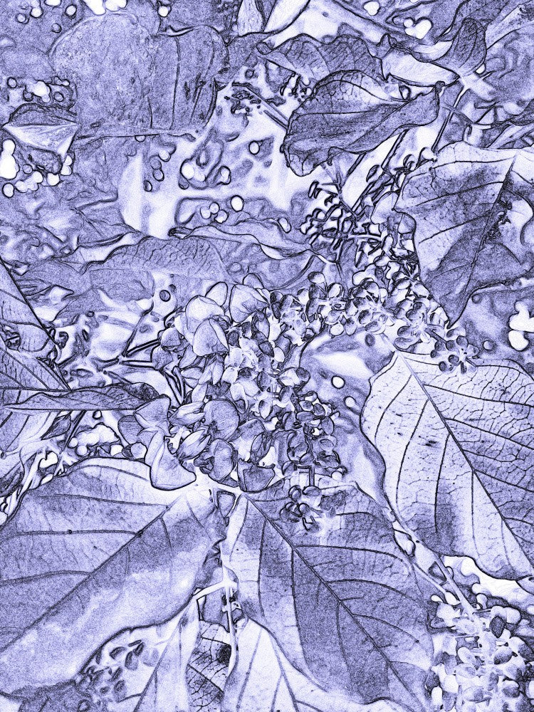 Lavender Leaf Whirl