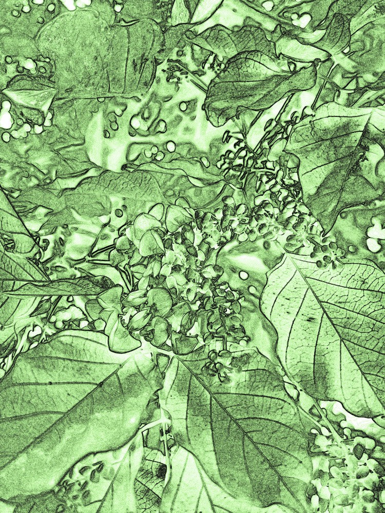 Verdant Whispers