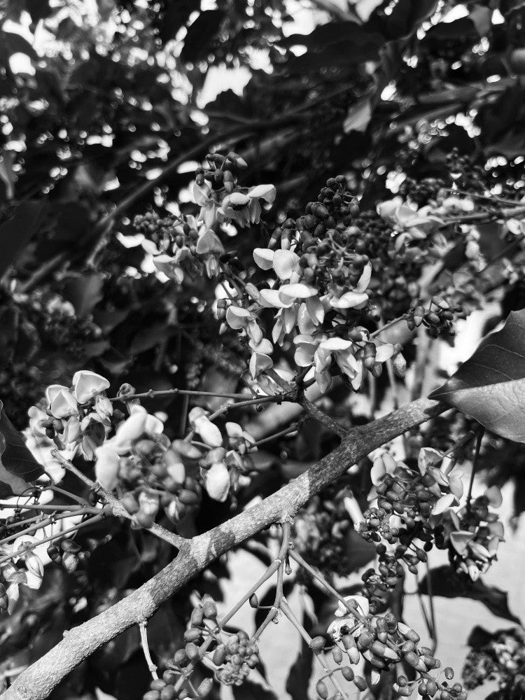 Monochrome Blüten