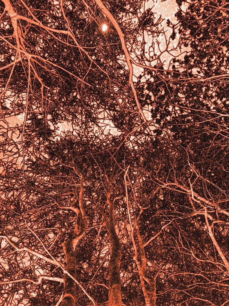 Crimson Canopy