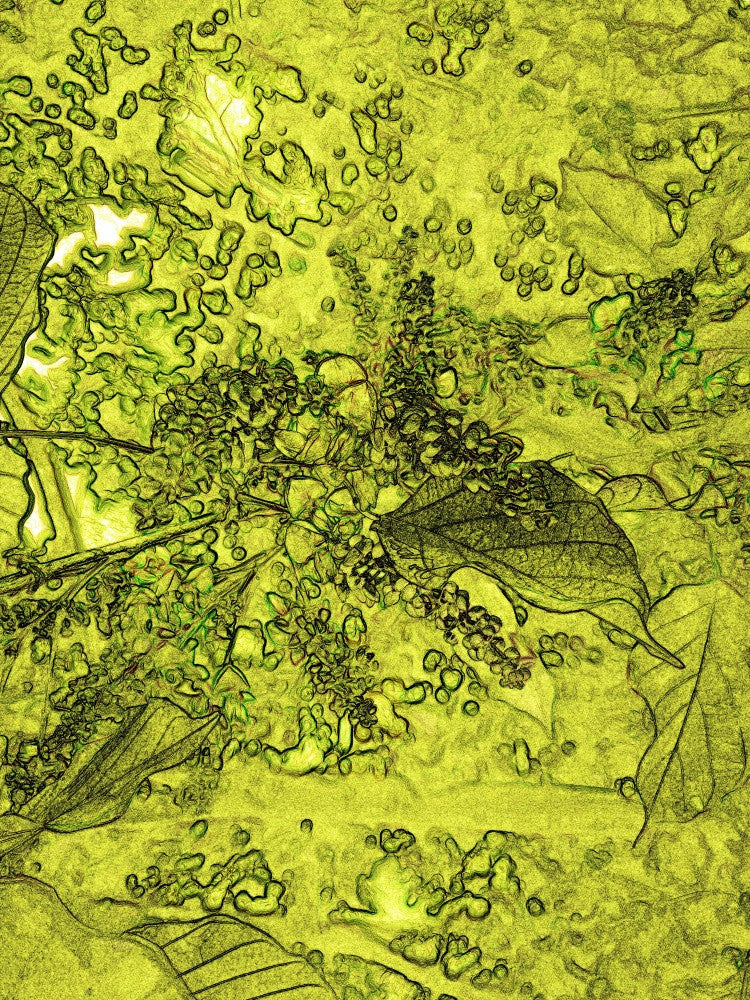Verdant Whirlwind