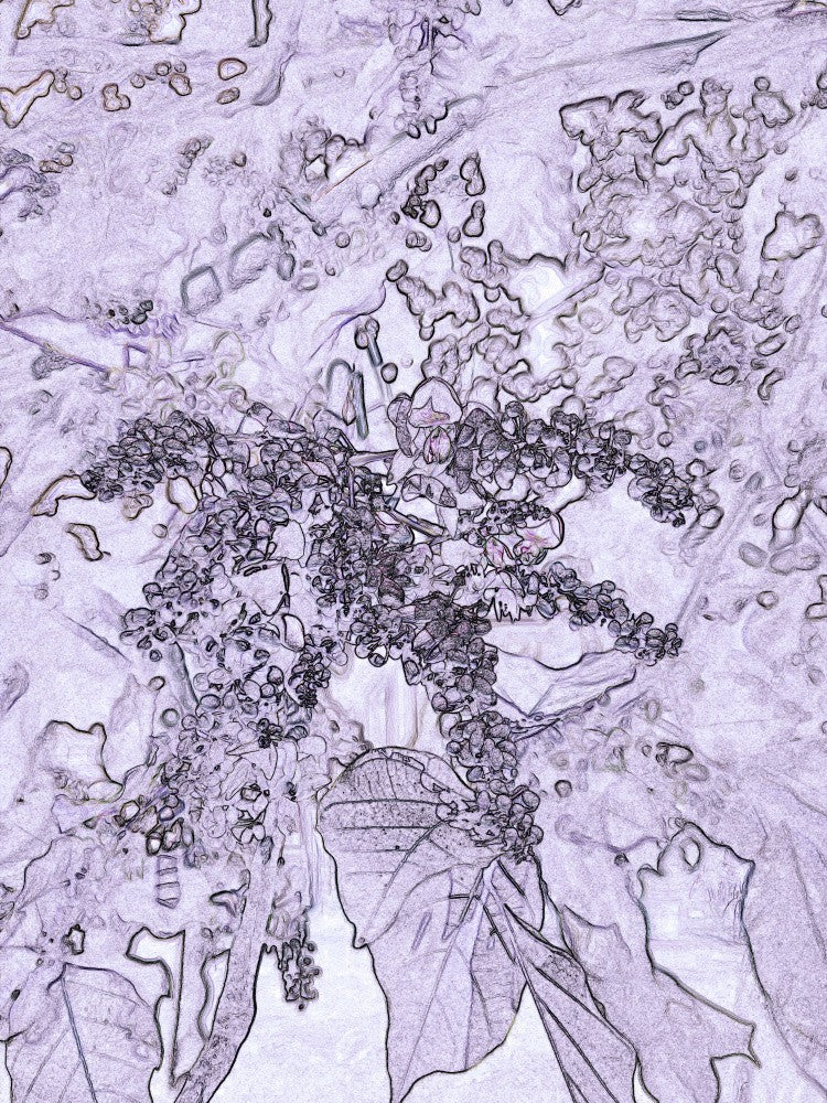 Whimsical Vinescape