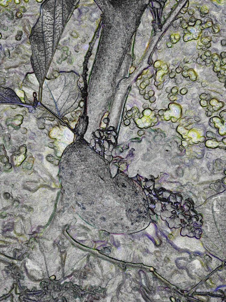 Botanical Dreamscape