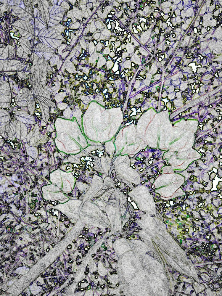 Mystische Blüten