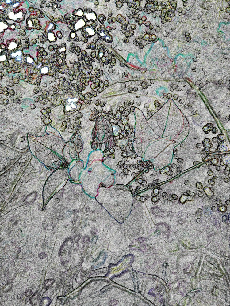 Whimsical Blossoms