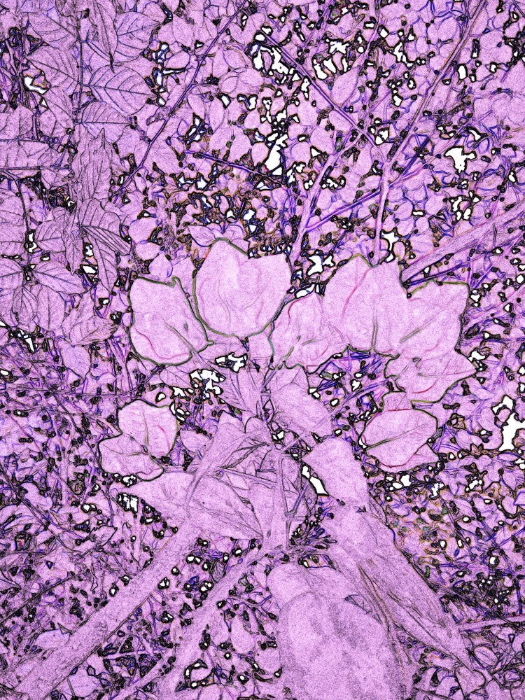Violet Whispers