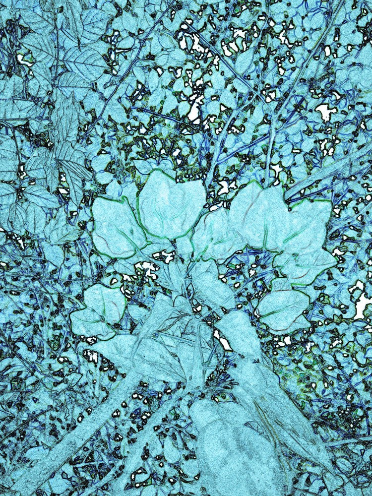 Frozen Blossoms