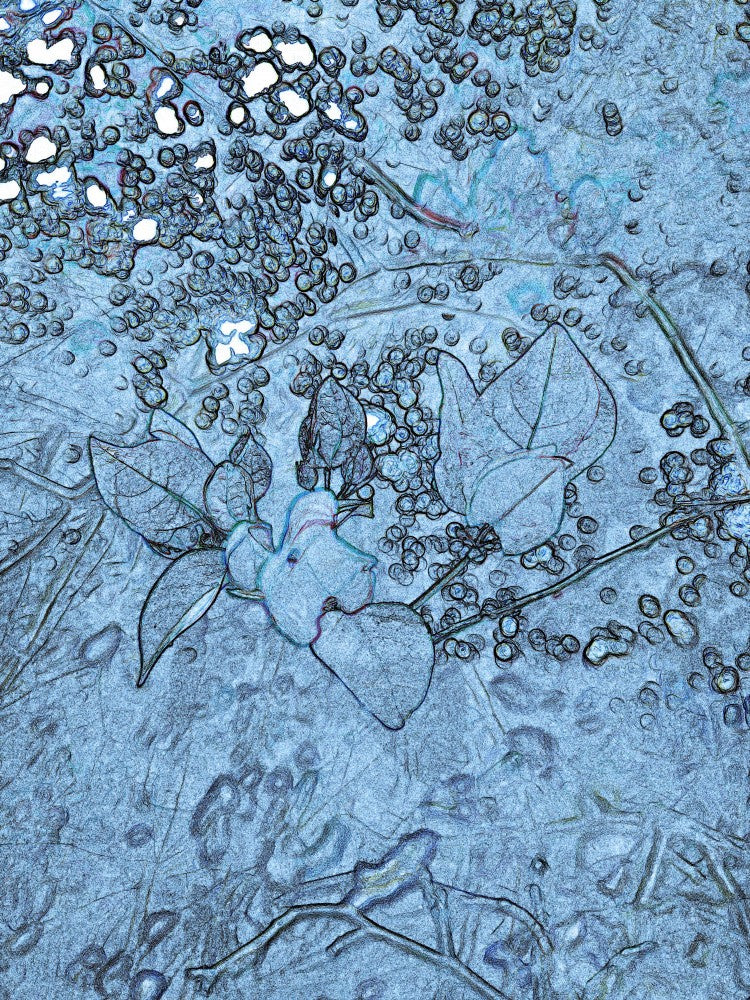 Frosted Bloom