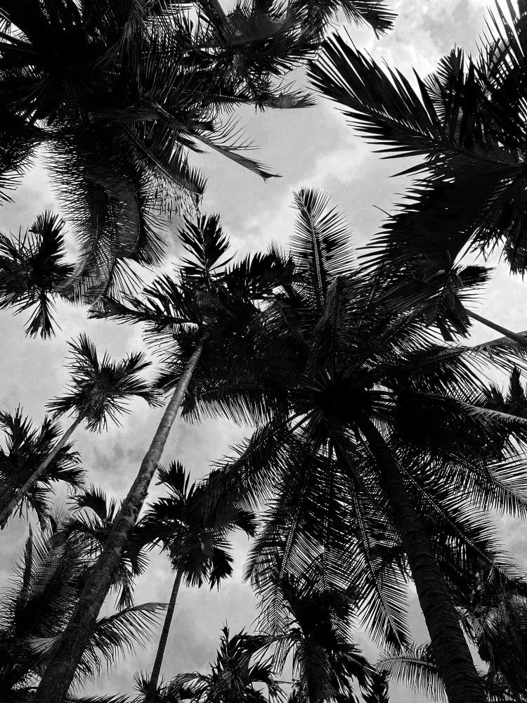 Tropical Silhouettes