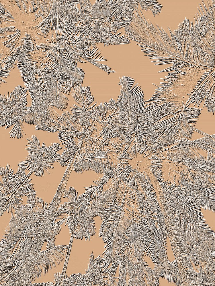 Tropical Canopy