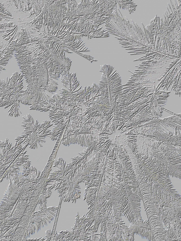 Frosty Fronds