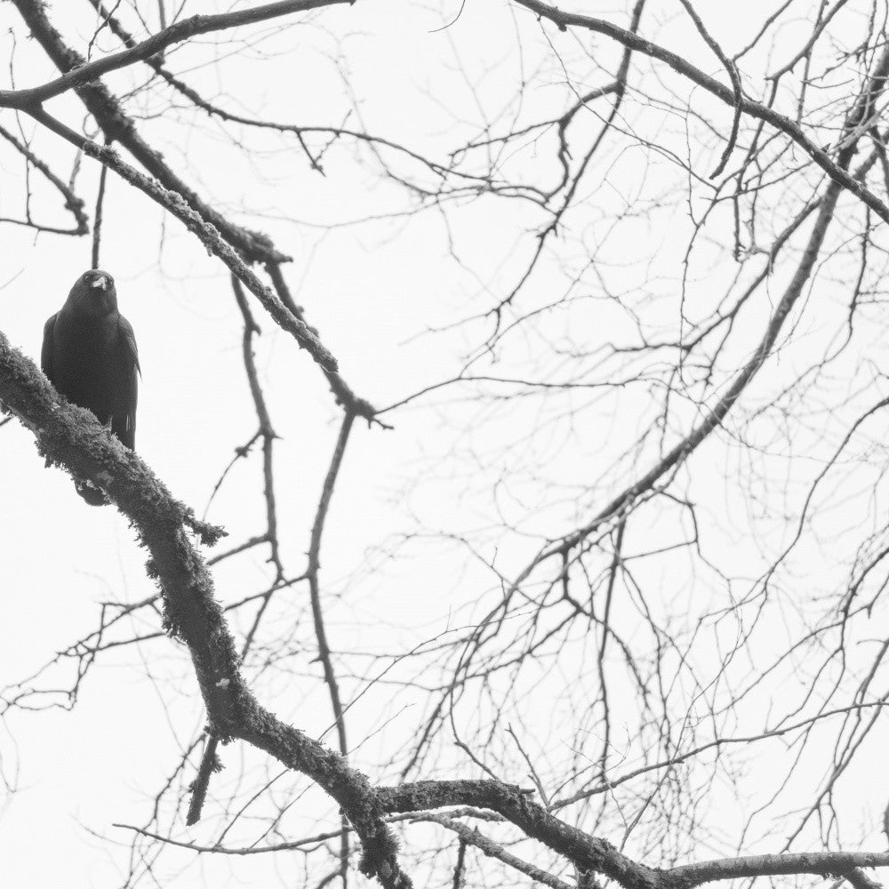 Bird on Tree No. 1