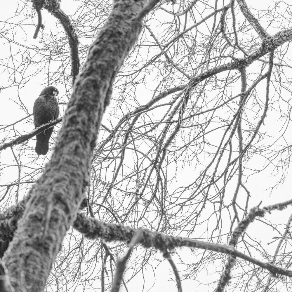Bird on Tree No. 2