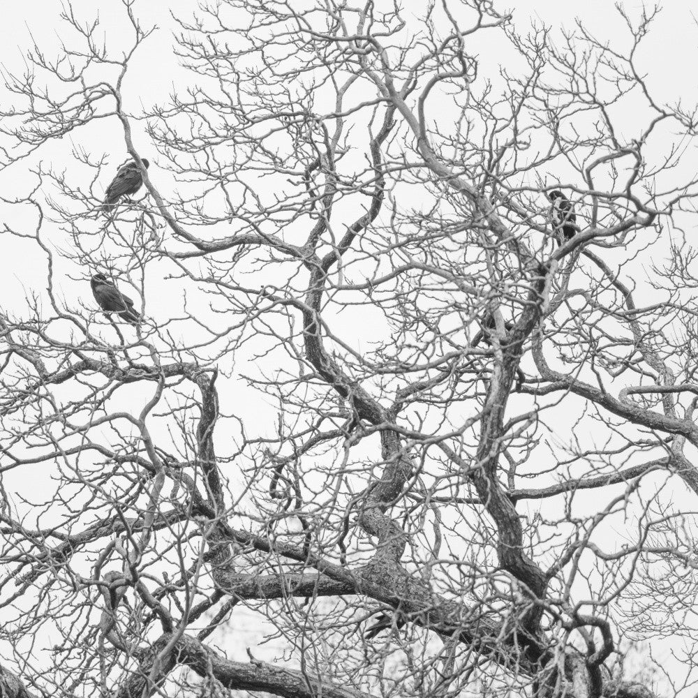 Bird on Tree No. 3