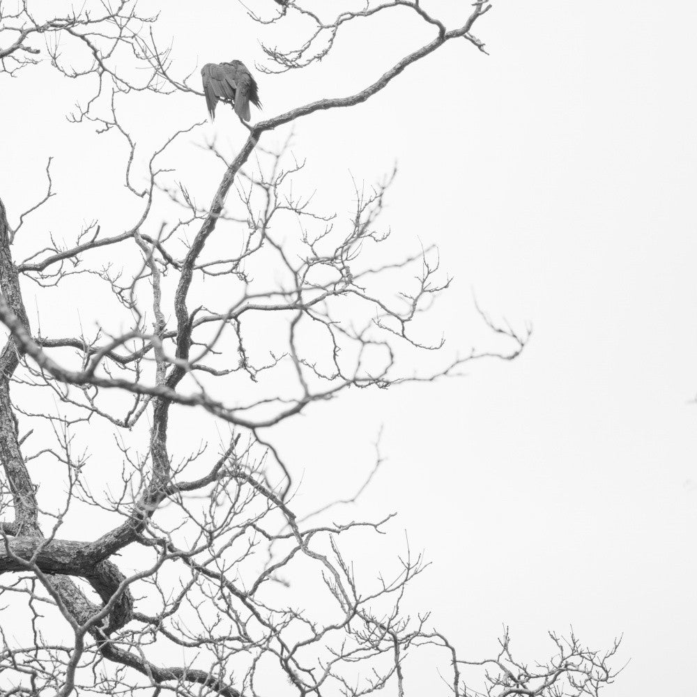 Bird on Tree No. 4